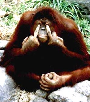 singe